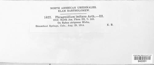 Phragmidium rubi-idaei image